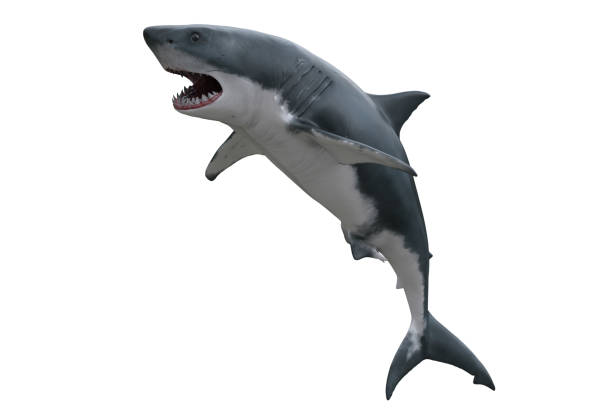 istock Great White Shark jumping. 3D render isolated on white. 1302809096