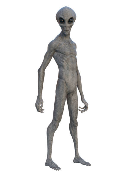 Grey Alien standing upright. 3D render isolated on white. Grey Alien standing upright. 3D render isolated on white. grey alien stock pictures, royalty-free photos & images