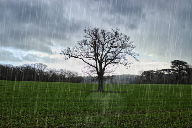Tree Rooot Raining 360,200+ Rain And Tree Stock Photos, Pictures & Royalty-Free Images ...