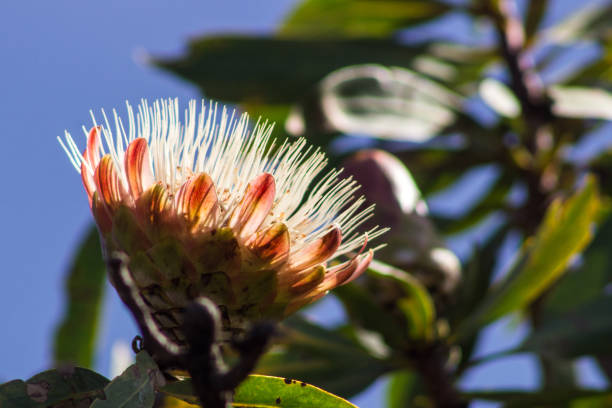 istock A backlit white flower of the Common Protea 1302809514
