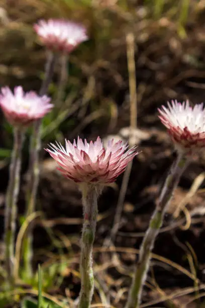 Side view of the delicate flowers of the Pink Everlasting, Helichrysum Adenocarpum, growing in the Afromontane Grasslands of the Central Drakensberg Mountains