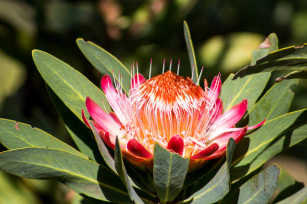 Large Pink Flower of the Common Protea, The Large Pink Flower of the Common Protea, Protea caffra, open and in full sunlight, in the central Drakensberg mountains, South Africa drakensberg mountain range stock pictures, royalty-free photos & images
