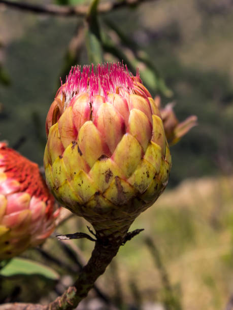 Protea bud The closed bud of the Common Protea, Protea caffra, photographed on a sunny day in the central Drakensberg Mountain, South Africa drakensberg flower mountain south africa stock pictures, royalty-free photos & images