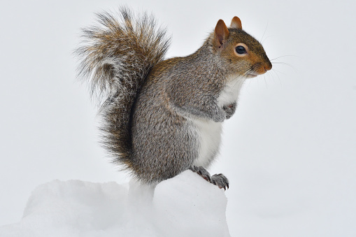 Eastern gray squirrel on snowy tree stump during a harsh winter in Connecticut