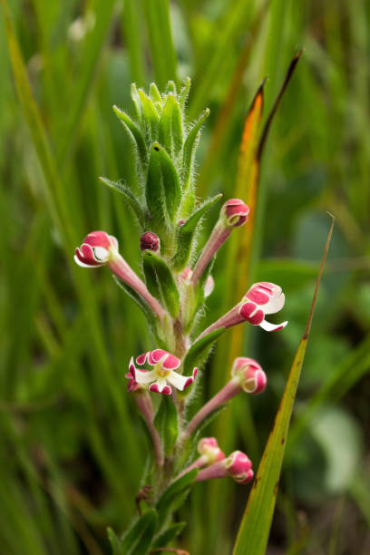 istock Zaluzianskye Microsiphon, a wildflower, commonly known as drumsticks 1302811220