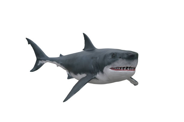 istock Great White Shark swimming. 3D render isolated on white. 1302811265