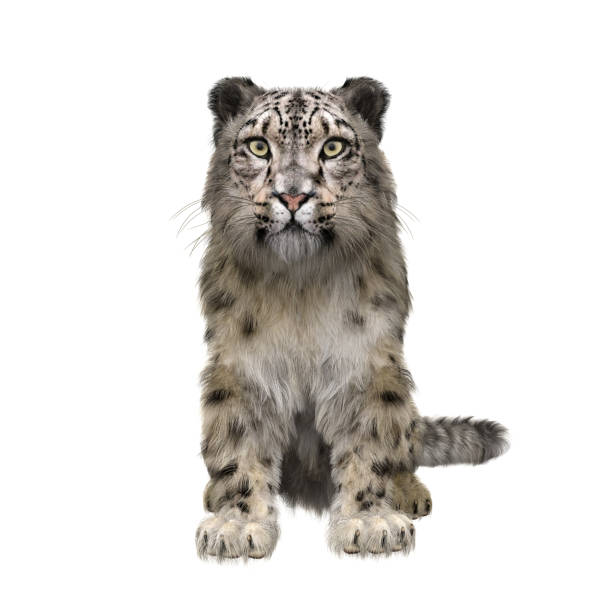 Snow Leopard sitting and looking straight ahead. 3D illustration isolated on white.