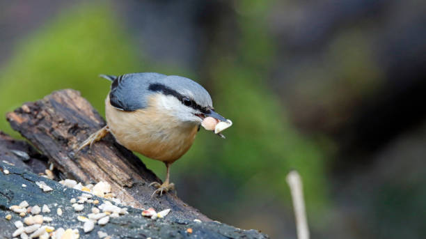 istock Nuthatch feeding at a woodland site 1302811904