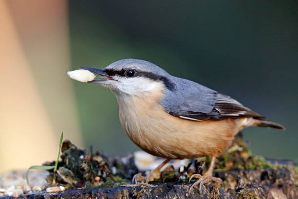 istock Nuthatch feeding at a woodland site 1302811914