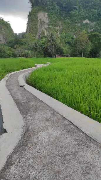Not for public, this footpath connects bukittinggi city with this resort that resides in the middle of a ricefield.