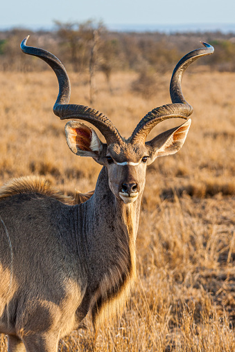 Macho del Gran Kudu, de pie en los pastizales abiertos de África photo