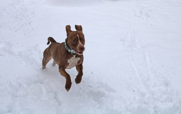 Happy Pit Bull mix running and playing in the snow