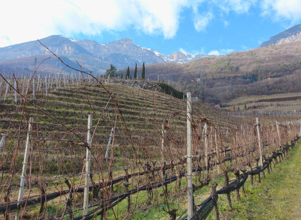 istock Vineyard in south tirol in wintertime 1302815075