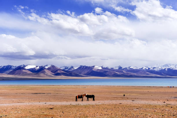 zwei pferde am ufer des namtso-sees, autonome region tibet, china - sunrise tranquil scene blue plateau stock-fotos und bilder