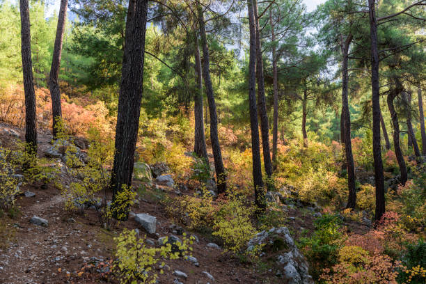 83,625 Mediterranean Forest Stock Photos, Pictures & Royalty-Free Images -  iStock