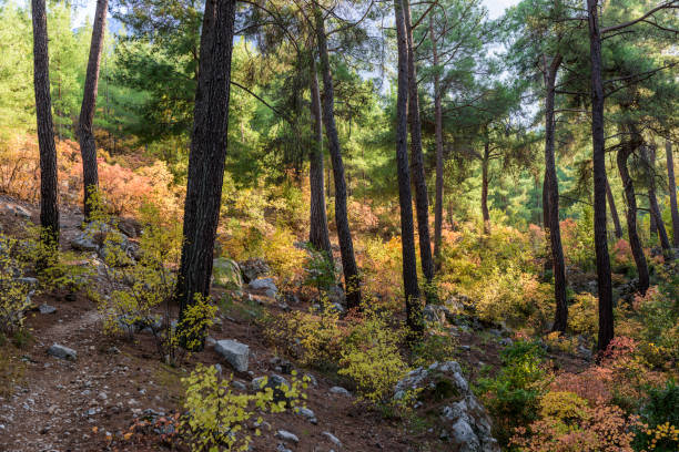 83,625 Mediterranean Forest Stock Photos, Pictures & Royalty-Free Images - iStock 83,625 Mediterranean Forest Stock Photos, Pictures & Royalty-Free Images - iStock