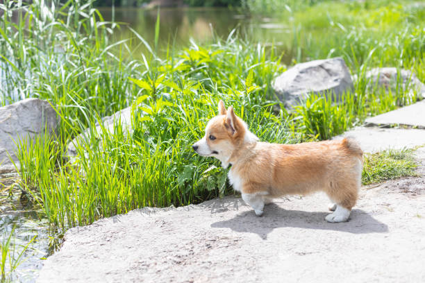 Side view of little Pembroke Welsh Corgi puppy standing on background of pond and green grass at sunny day. Side view of little Pembroke Welsh Corgi puppy standing on background of pond and green grass at sunny day. Herding dog, pet background queen royal person photos stock pictures, royalty-free photos & images