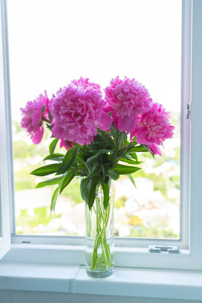 istock Fuchsia peonies bouquet in the vase on white windowsill. 1302818327