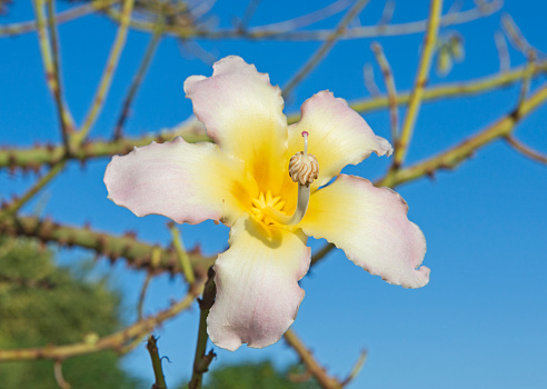 Closeup detail of flowering silk floss tree plant ceiba speciosa with large flower in full bloom showing stamen and stigma