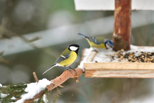 istock The blue and great tit sitting on a tree branch in autumn background 1302820481