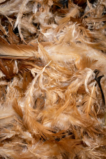 istock brown hen feathers with visible details. background 1302820520