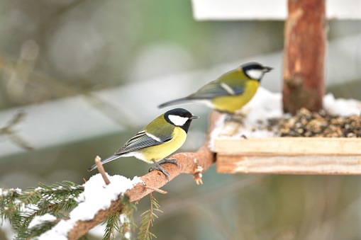 Great tit sitting on a tree branch in winter snow