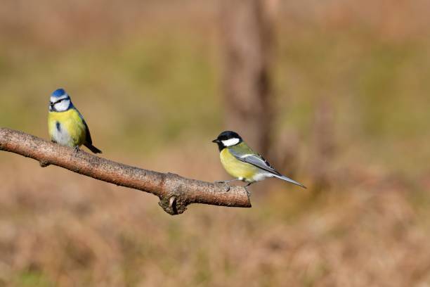 istock The blue and great tit sitting on a tree branch in autumn background 1302820874