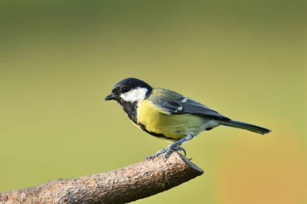 istock The great tit sits on a coniferous branch in winter with hanging corn 1302820966