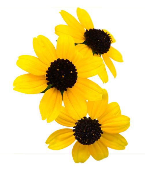 istock Black eyed susan flowers isolated on white background 1302821085