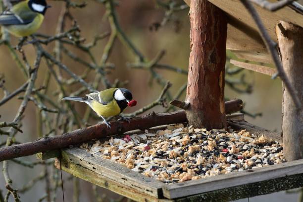 istock The great tit flies from the feeder with seeds in its beak 1302821146