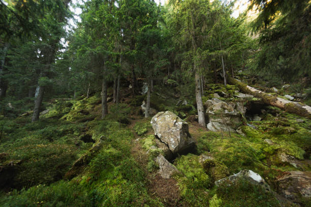 istock The Primeval Pine Forest With Green Moss 1302821231
