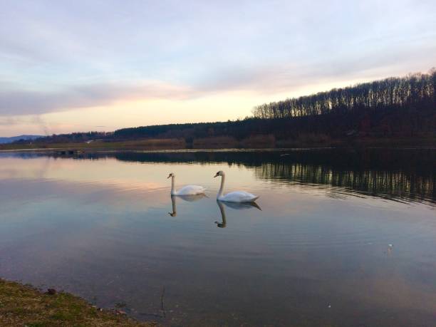 istock Two white swans swimming on a calm lake. 1302821254