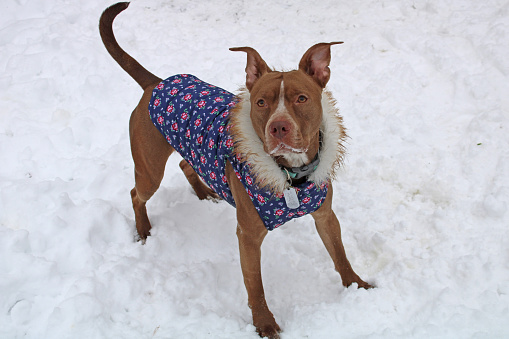 Letting the Pit Bull Mix Dog Outside in the Snow with her little flowered jacket with a hood and fake fur trim - Season of Winter