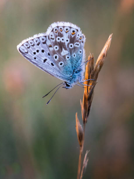 istock Light blue sky butterfly with white and black spots on the stem 1302822138