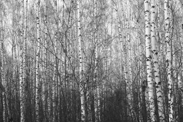 istock Young birches with black and white birch bark in winter 1302823354