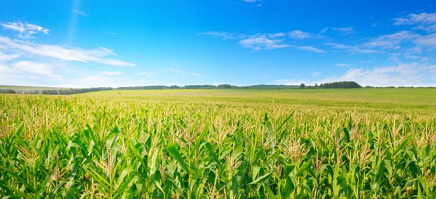 Corn field in the sunny and blue sky. Agricultural landscape. Wide photo.