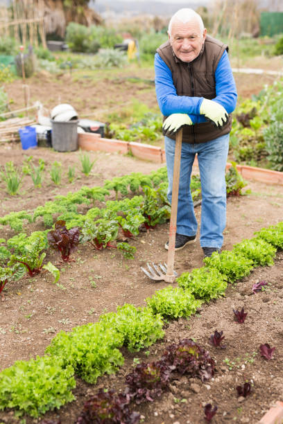 istock Elderly worker spuds plants in a garden 1302824916