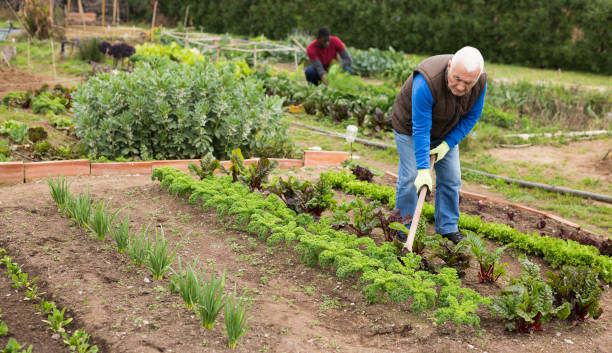 istock Elderly gardener weeding with hoe in kitchen garden 1302824920