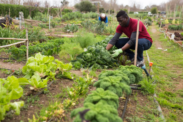 istock African american gardener picking fresh cabbage in garden 1302824929