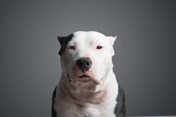 Portrait of cute american pitbull dog looking at camera Portrait of cute american pitbull dog looking at camera american pit bull terrier stock pictures, royalty-free photos & images