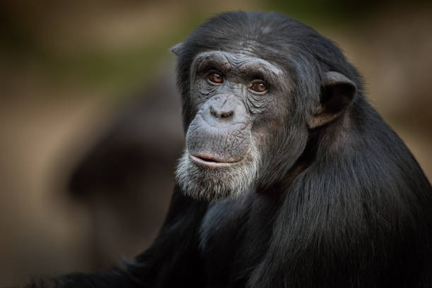 retrato de un chimpancé - chimpancé fotografías e imágenes de stock