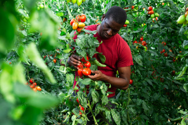 istock Afro male farmer checking growing plum tomatoes 1302826338