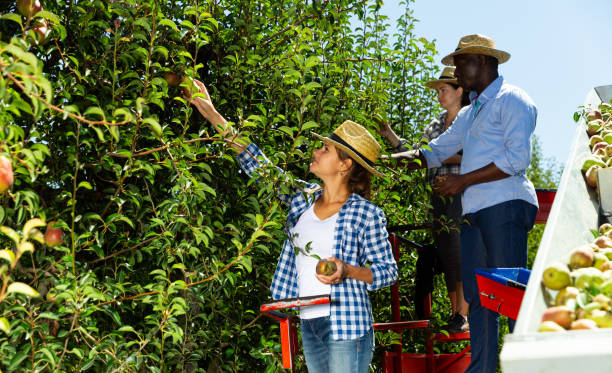 istock Farmers picking pears on harvesting platform 1302826361