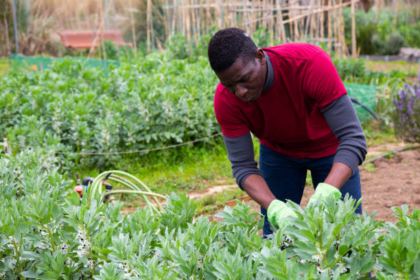 istock Man gardener working with beans seedlings in garden 1302826428