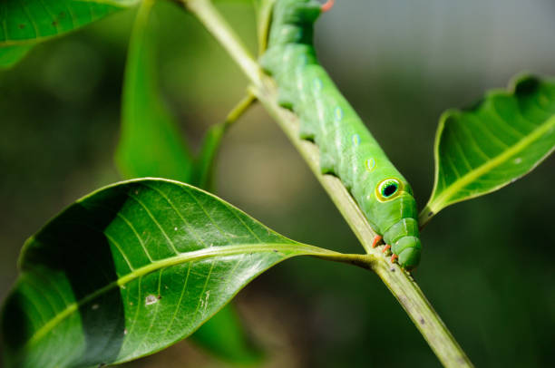 istock Green worm on branch on green background 1302826753