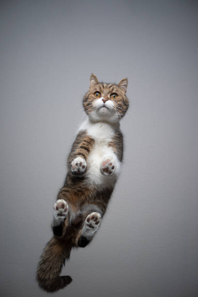 istock bottom view of cat standing on glass table with copy space 1302827279