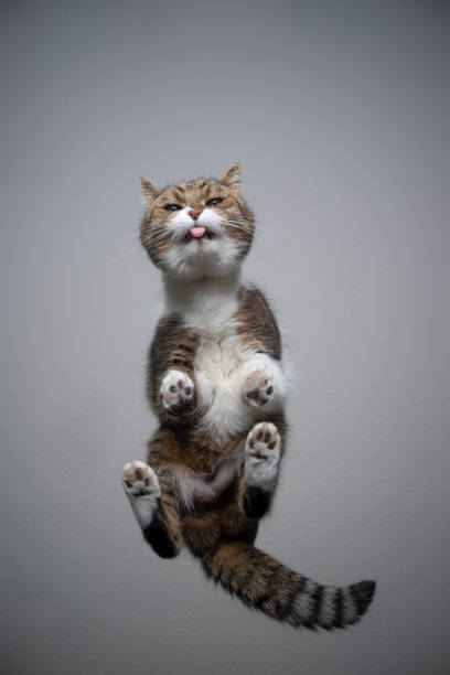istock bottom view of cat standing on glass table with copy space 1302827281