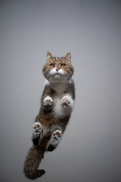 istock bottom view of cat standing on glass table with copy space 1302827834