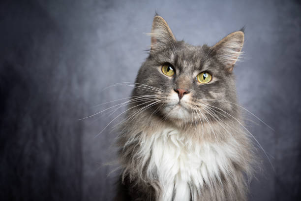 istock gray white maine coon cat studio portrait with copy space 1302827911