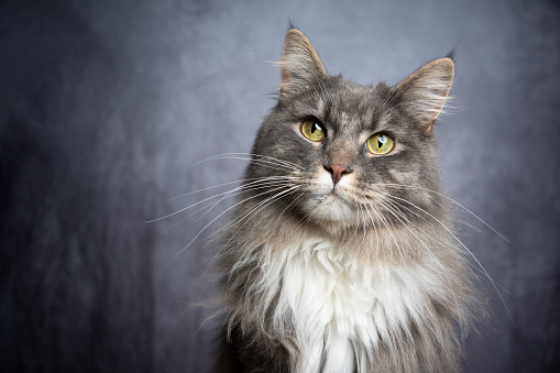 blue tabby white maine coon cat portrait with copy space